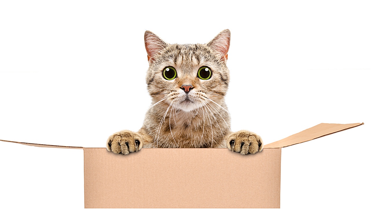 Katzen