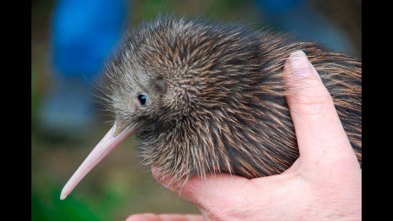 Kiwis sehen in Neuseeland