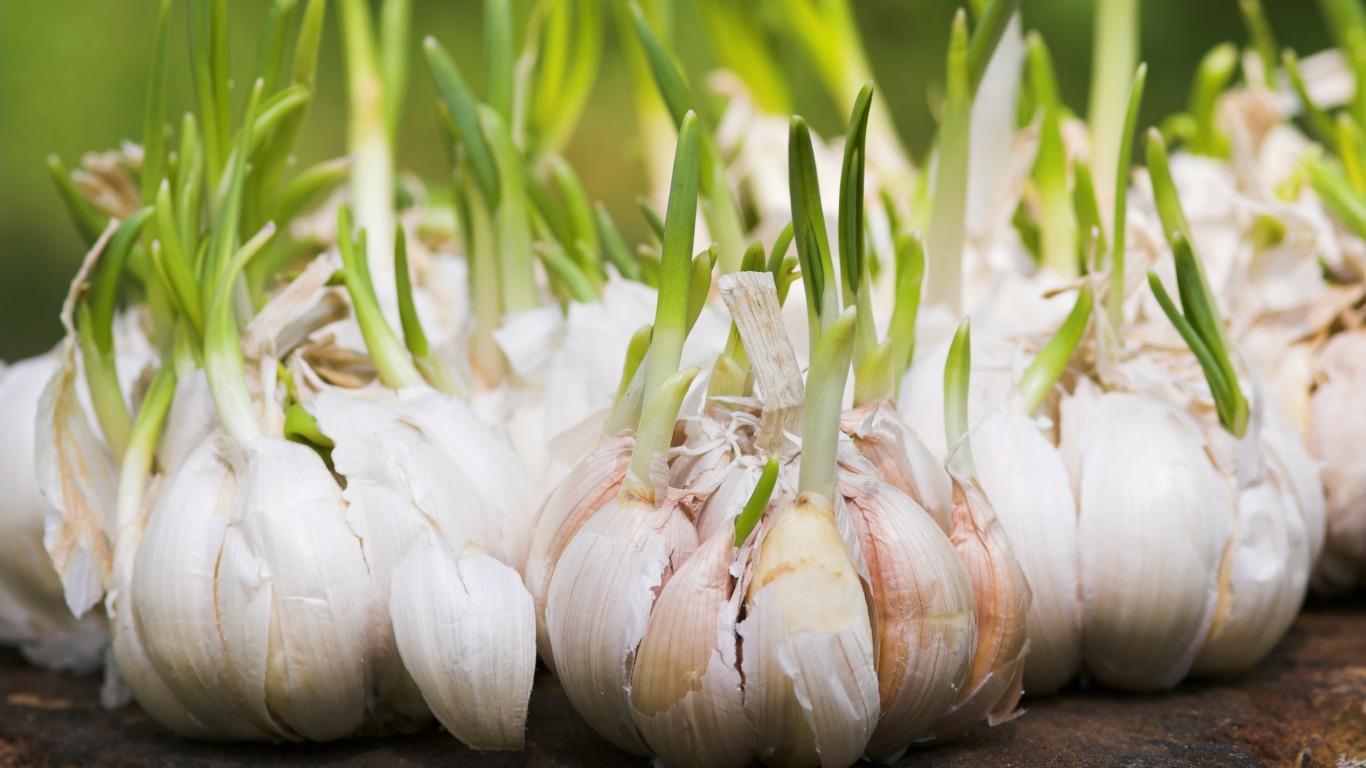 Knoblauch
