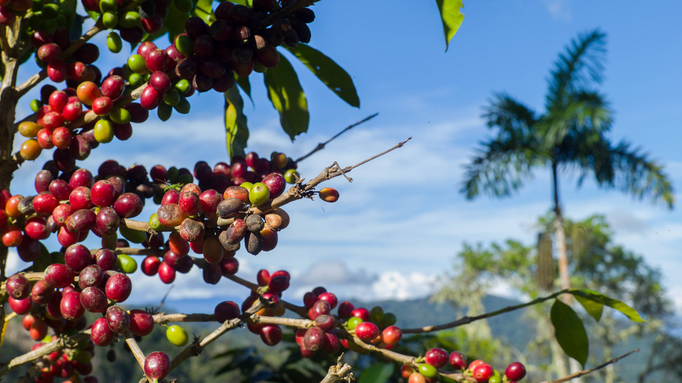 Koffein gegen Insekten