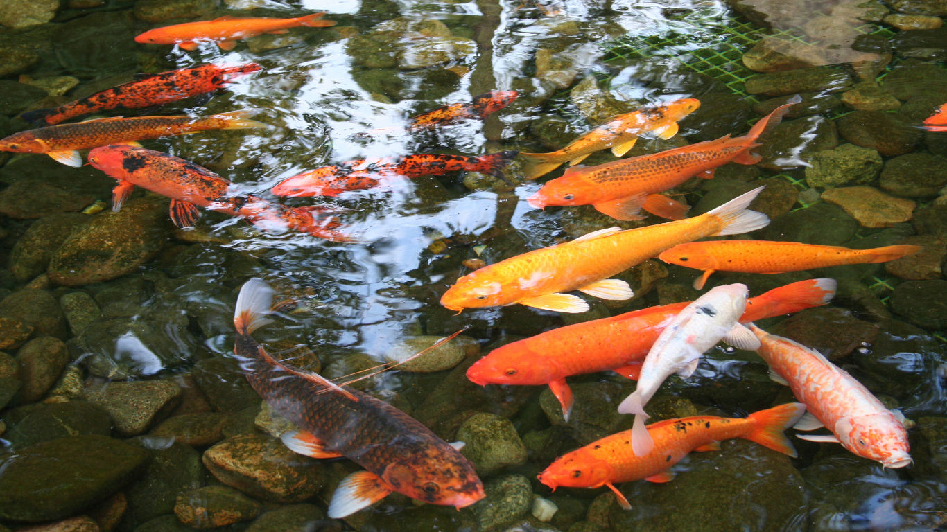 Koi-Fisch Hanako: 226 Jahre