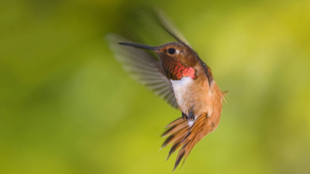 Rasante Sturzpiloten: Kolibris und ihre wilden Luftmanöver