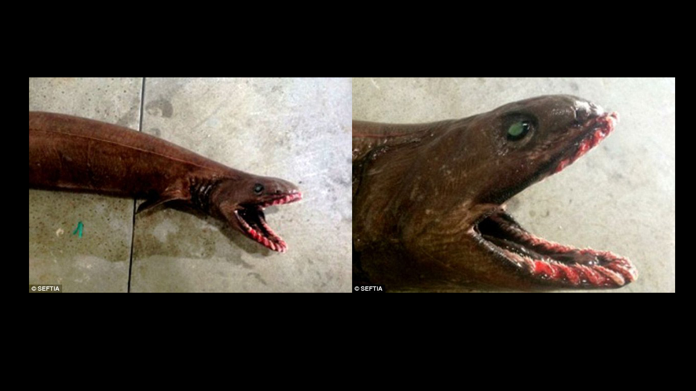 Der Kragenhai – ein lebendes Fossil