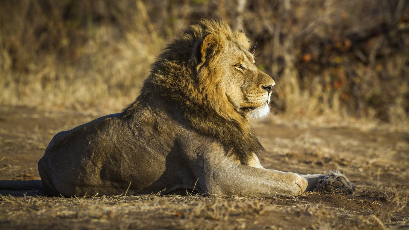 Kruger-Nationalpark