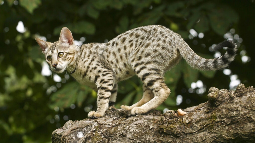 Maine Coon, Bengal oder Siam: Welche Katze passt zu mir?