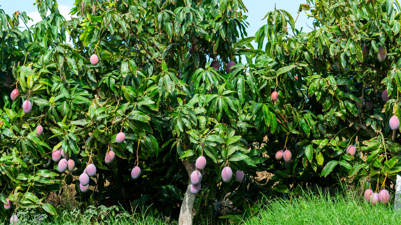 Mangos: etablierte Exoten