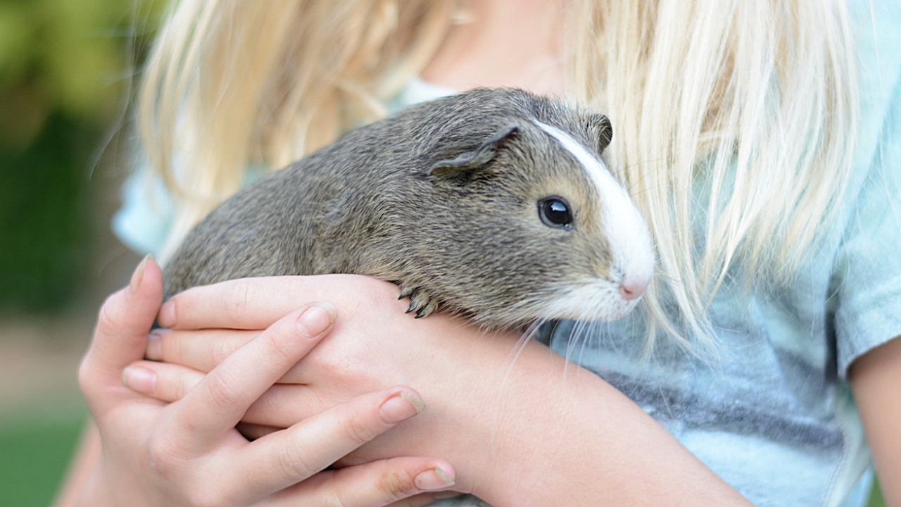 Frettchen, Hamster, Meerschweinchen und Nerze