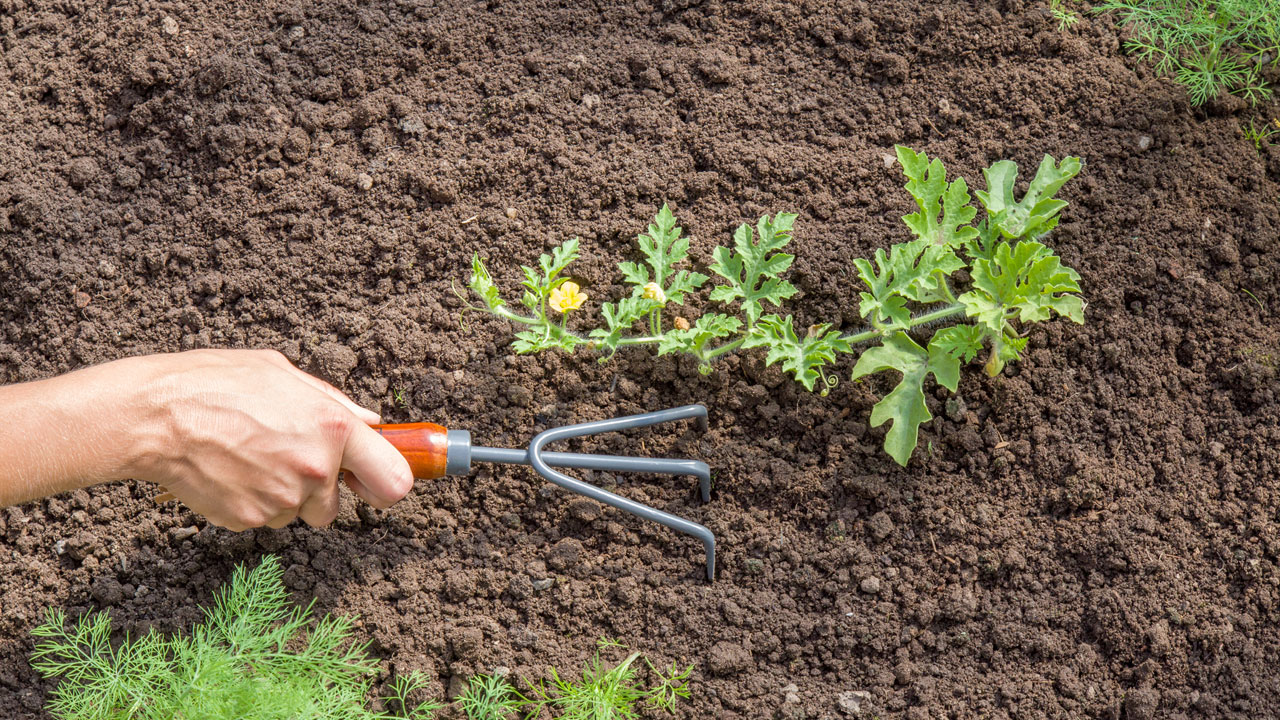 Im Topf oder Garten anbauen