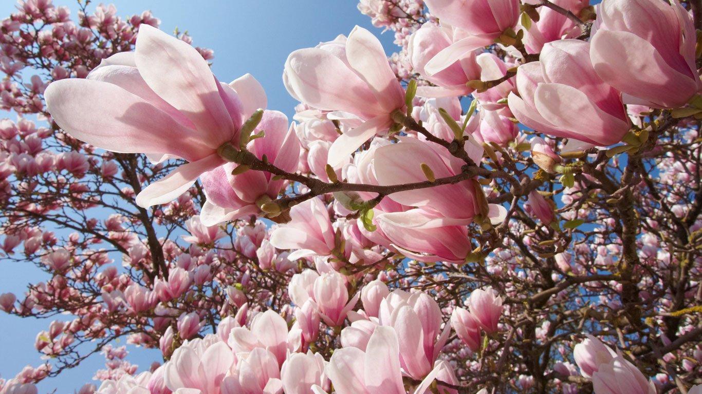 Meteorologischer Frühlingsbeginn
