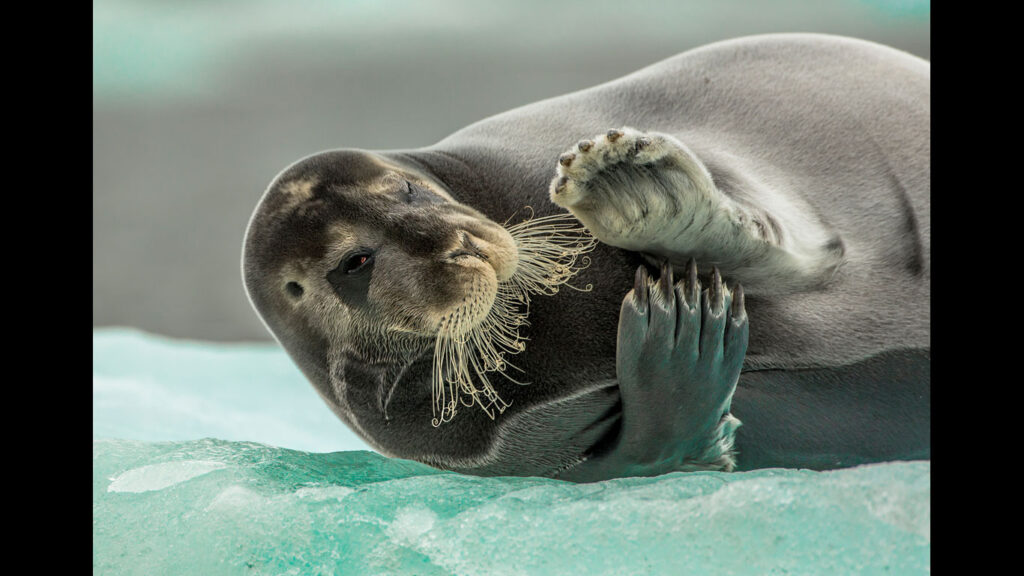 Menschliche Tiere und eisiges Feuer: Die Naturfotografen des Jahres 2014