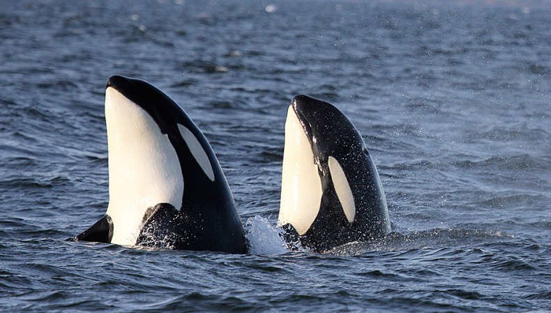 orca_-_liebliche_räuber