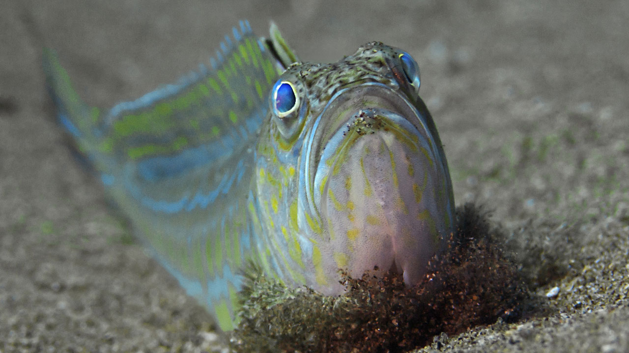 Petermännchen