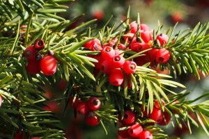 Vorsicht! Diese Wald- und Wiesenpflanzen sind hochgiftig
