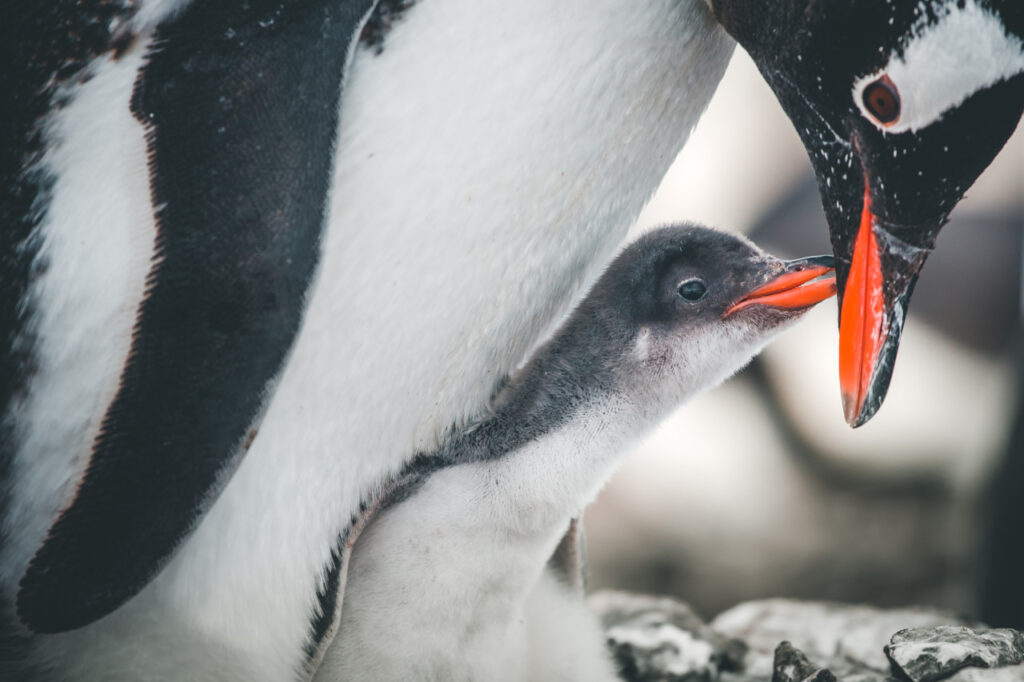 Pinguin-Paparazzi am Südpol