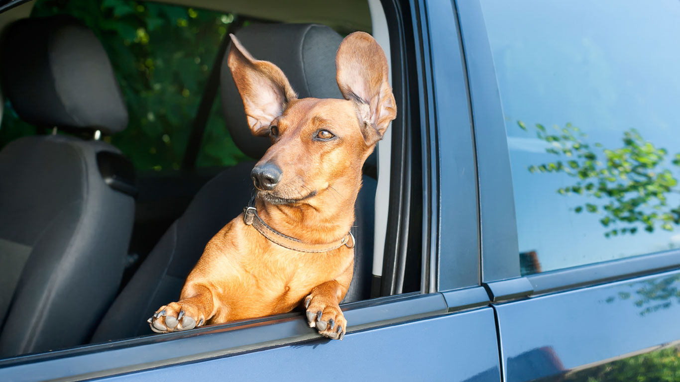 Platz 6: Anschnallpflicht für Hunde