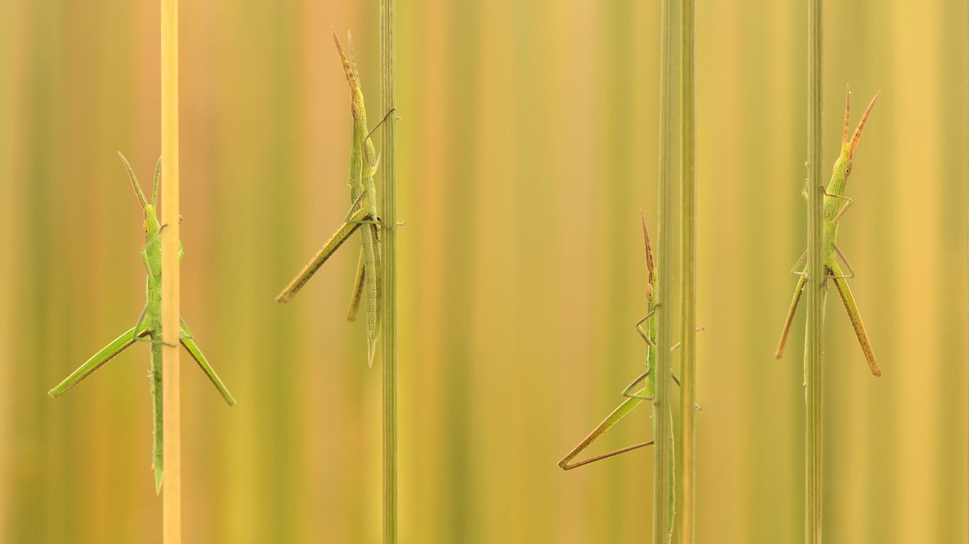 Poledance im Gras