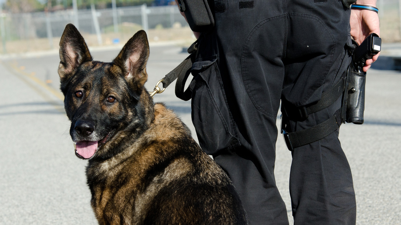 Polizeihunde