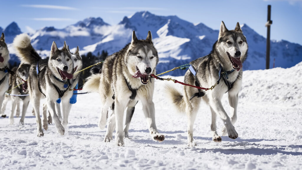 Pudel, Labrador und Co.: Welcher Hund passt zu mir?