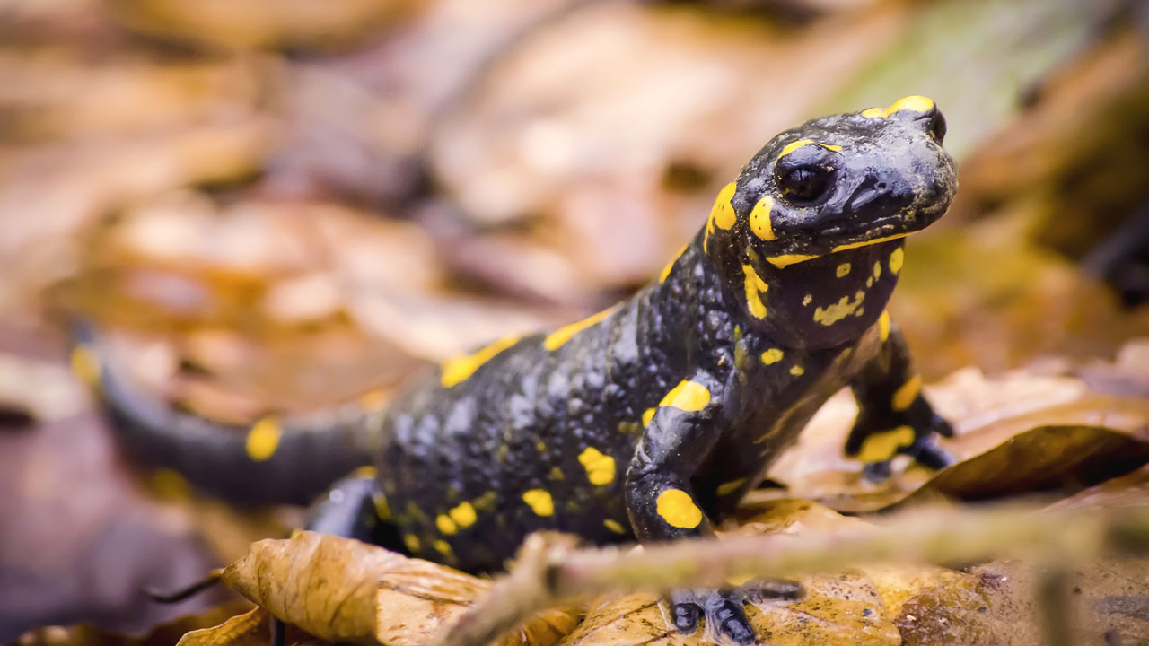 Feuersalamander
