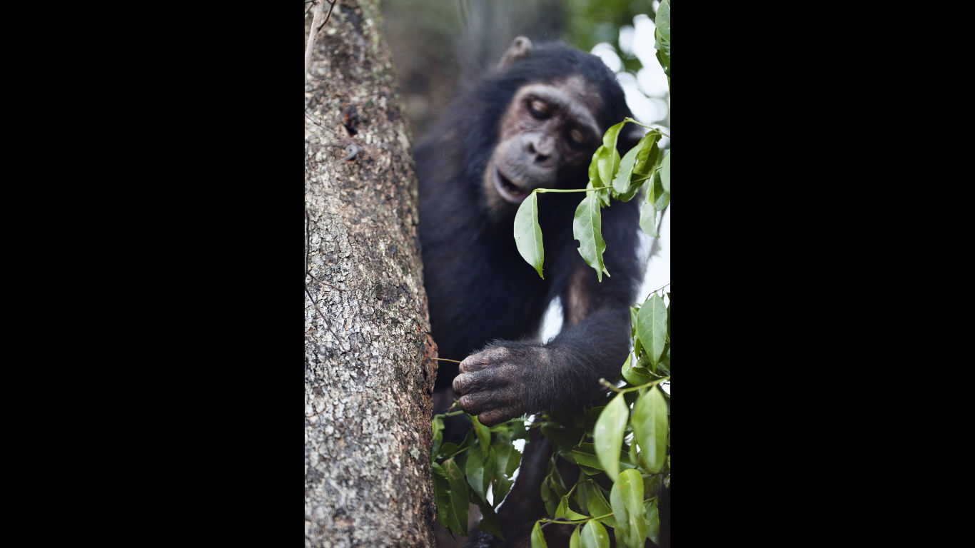Schimpansen orientieren sich an Anderen