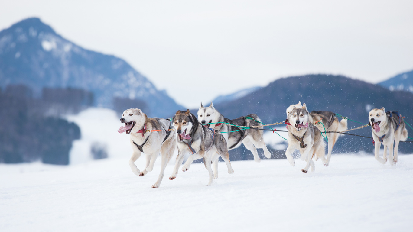 Schlittenhunde