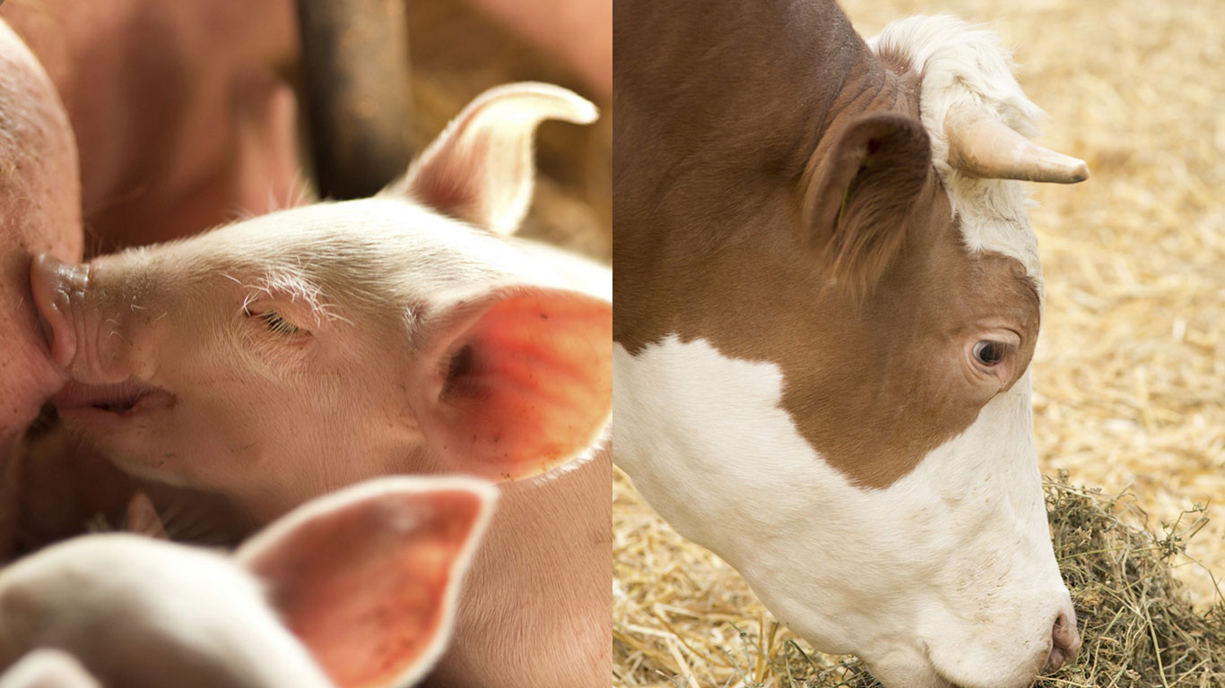 Schweine- und Rindfleisch