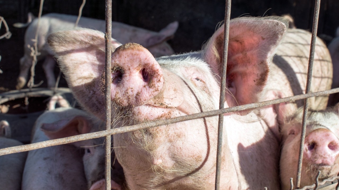 Schweinegrippe, 2009 bis 2010