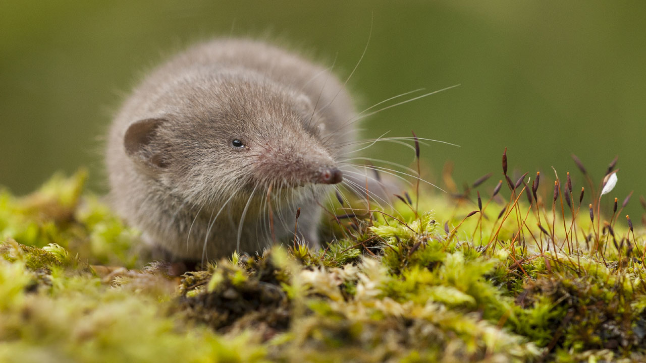 Spitzmaus