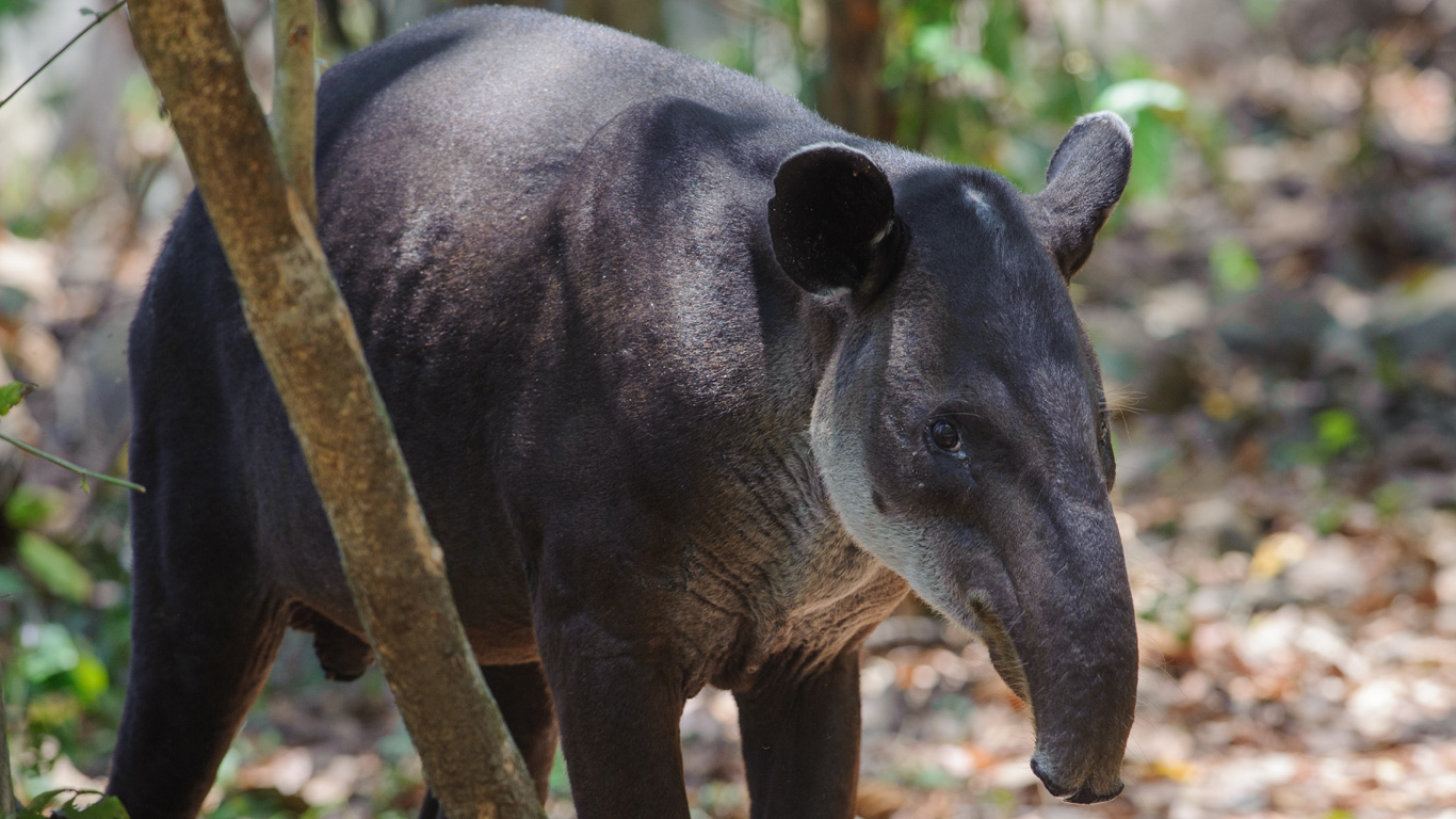 Tapir im Corcovado Nationalpark