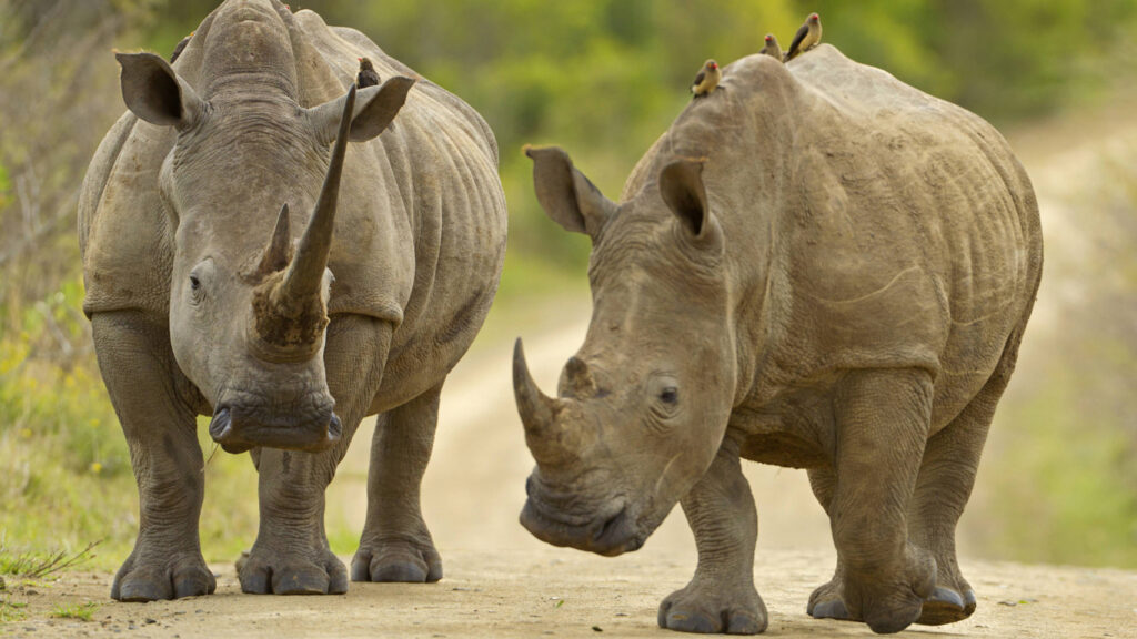 Teamwork im Tierreich: Gemeinsam sind sie stark