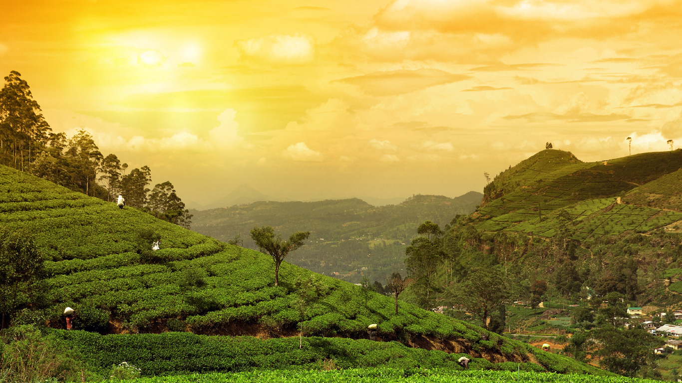 Sri Lanka – Teeplantagen soweit das Auge reicht
