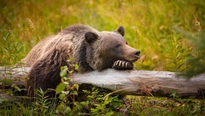 Schluckspechte und Schnapsdrosseln: Tiere im Vollrausch