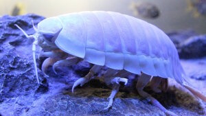 Tiere der Tiefsee: Bizarre Kreaturen der Dunkelheit