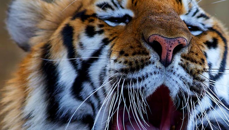 Tiger haben Punkte