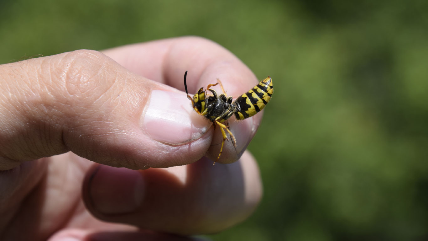 Sterben Wespen, nachdem sie gestochen haben?