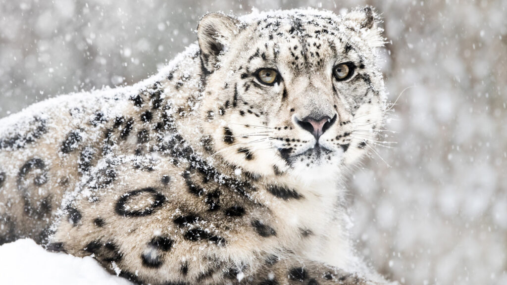 Mit diesen Tricks überleben Tiere im Schnee und Eis