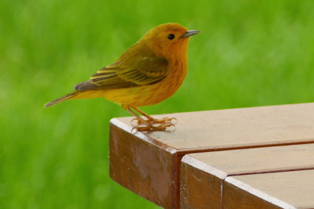 Warum Vögel lieber hüpfen anstatt zu fliegen