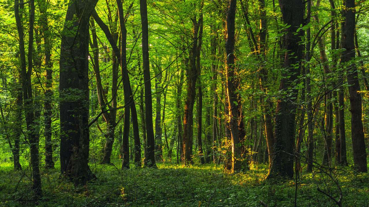 Wer verursacht das ganze CO2?