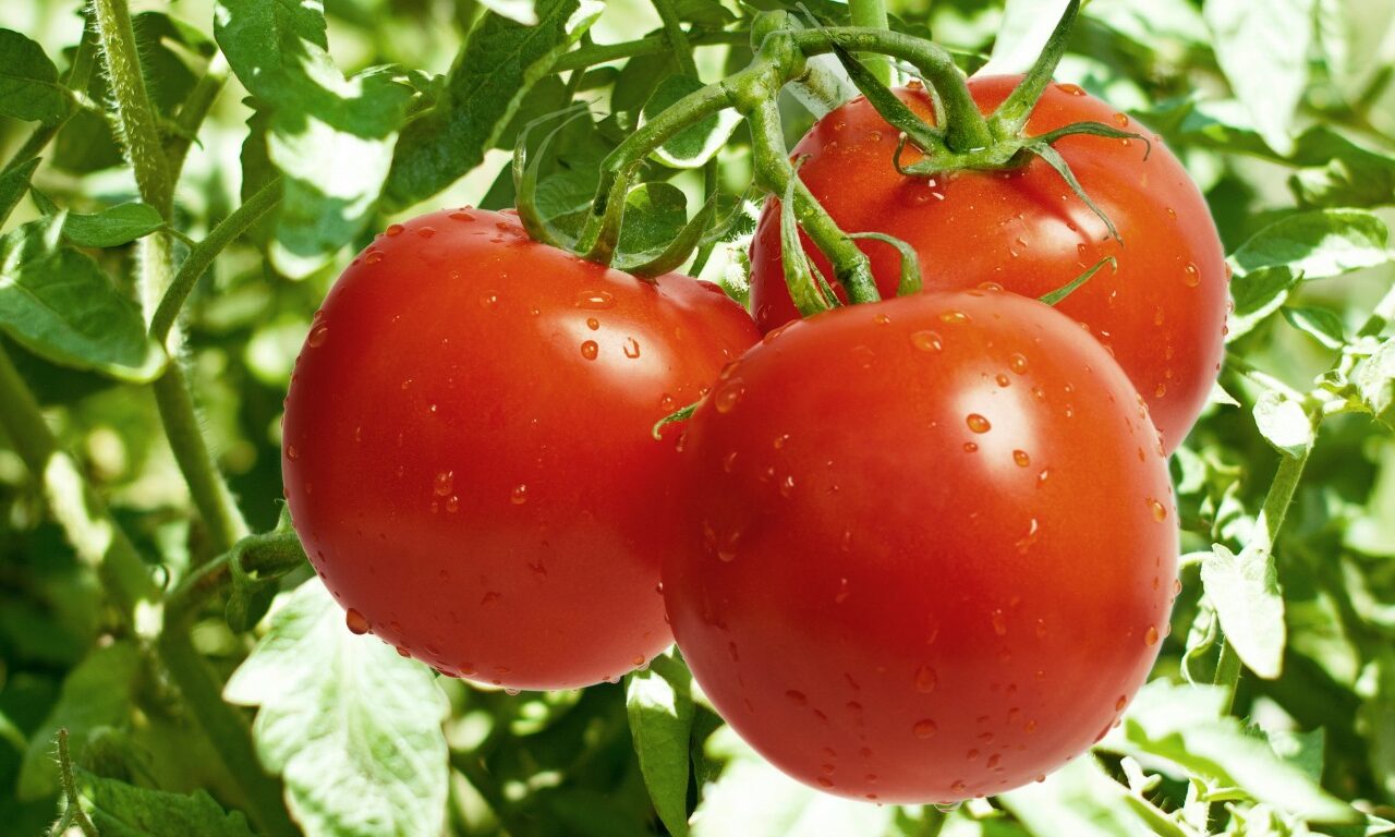 Tomaten