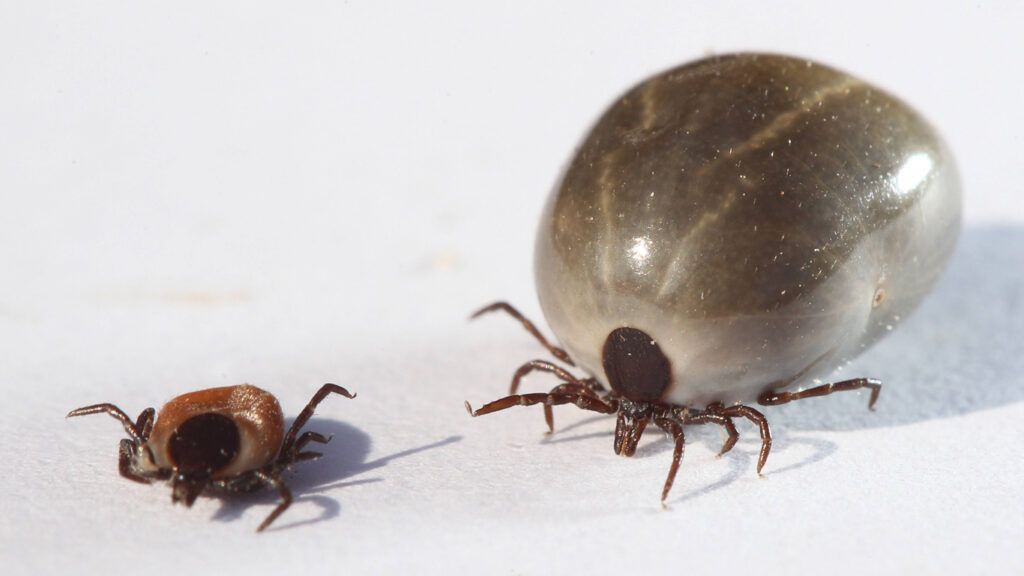 Kopfläuse, Bettwanzen, Zecken: Wie Parasiten unseren Körper kapern
