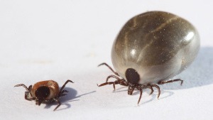 Kopfläuse, Bettwanzen, Zecken: Wie Parasiten unseren Körper kapern
