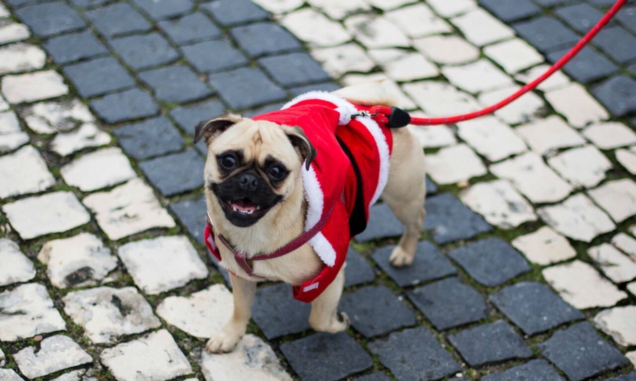 Tierische Santas in Brasilien