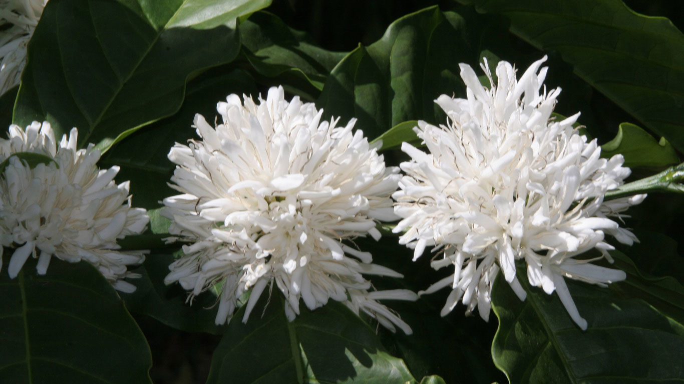 Weiße Blüten