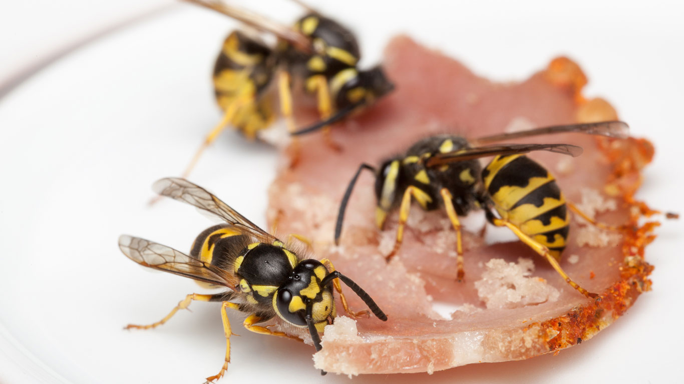 Wovon ernähren sich Wespen?