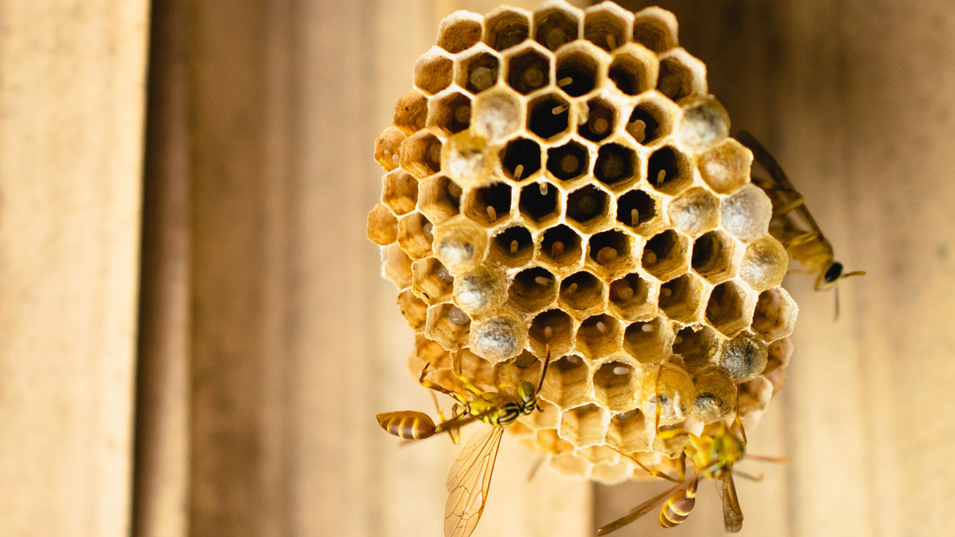 Produzieren Wespen Honig?