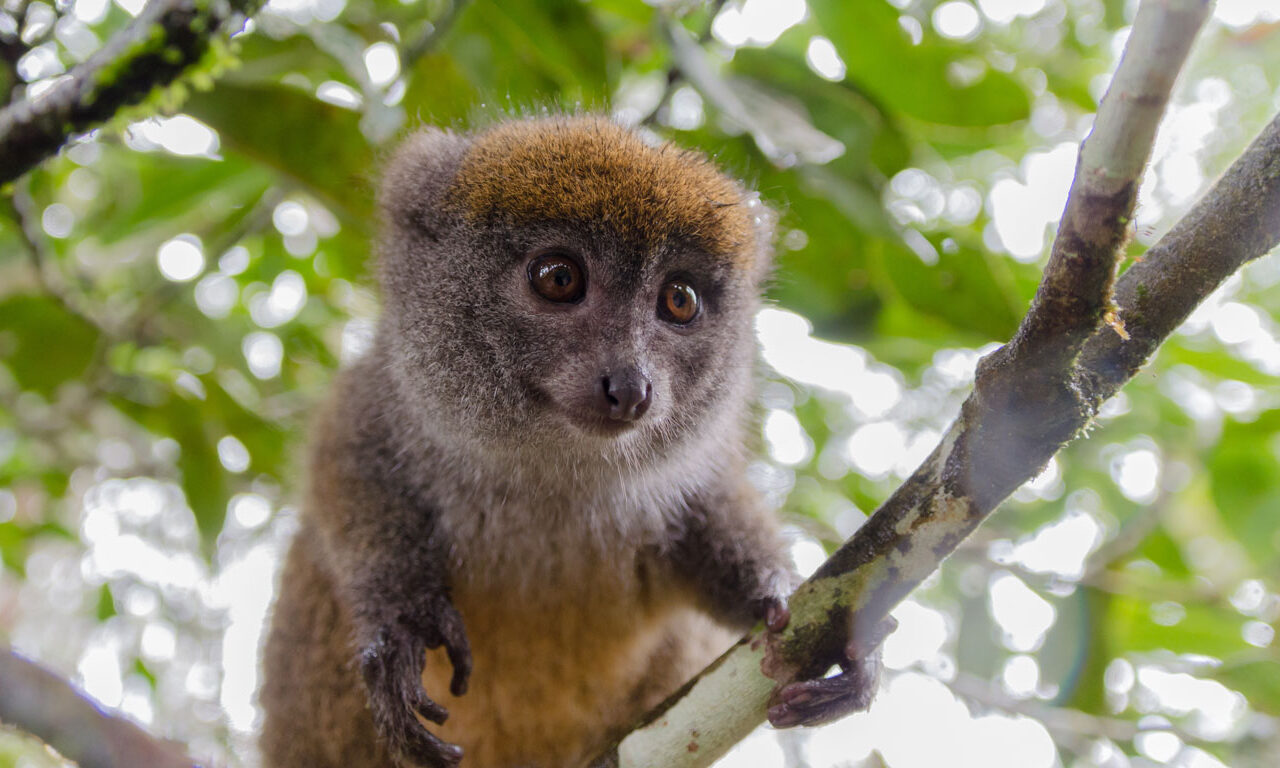 Lemuren bestaunen in Madagaskar