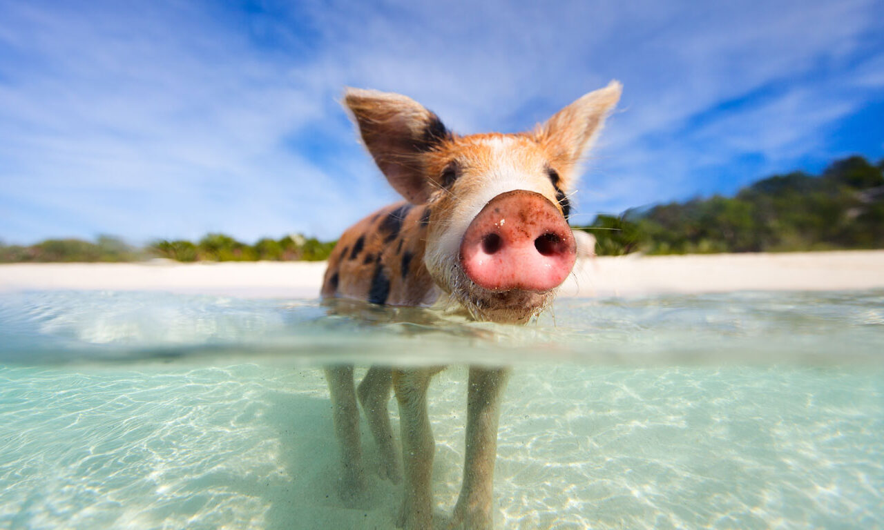 Ich glaub, mein Schwein schwimmt!