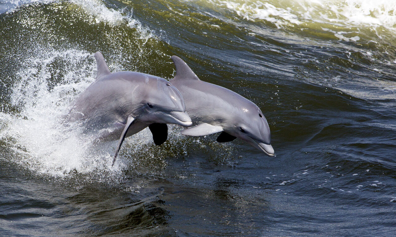 Delfine beobachten in Großbritannien