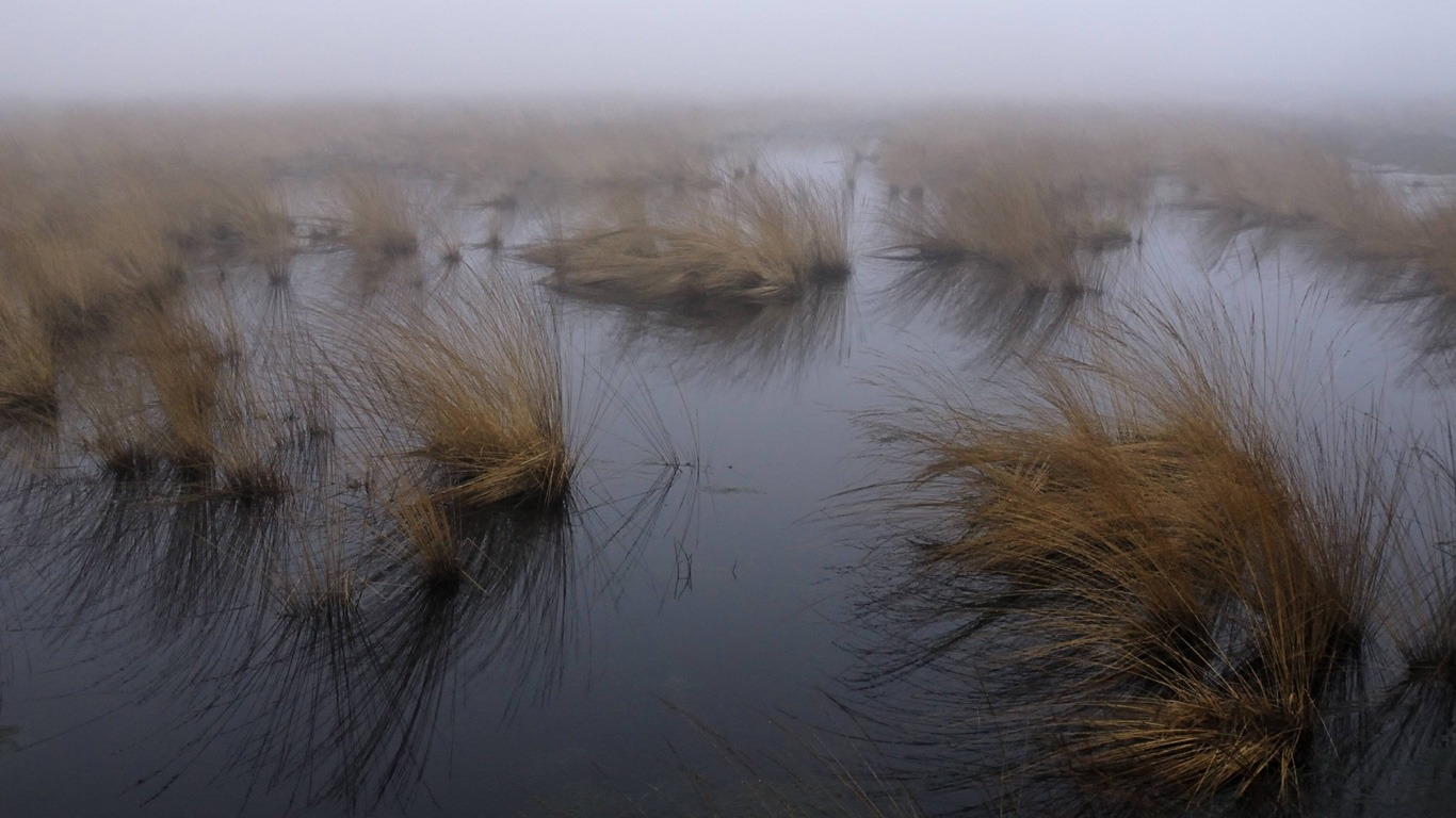 Heimat der Moorlichter – Domslandmoor, Windeby (Schleswig-Holstein)