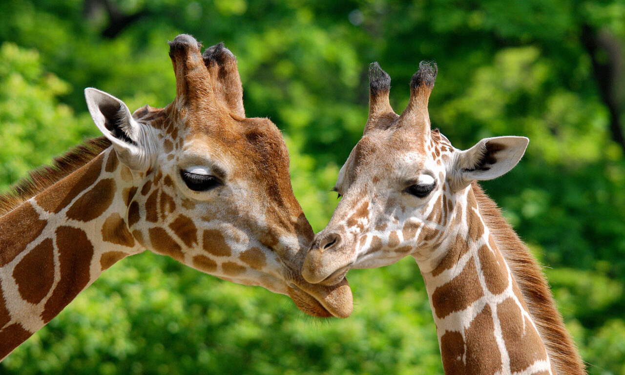 Giraffen füttern in Kenia